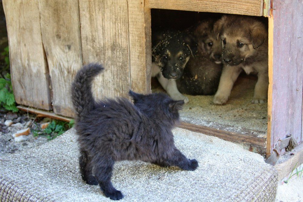 Попались, подлые трусы!