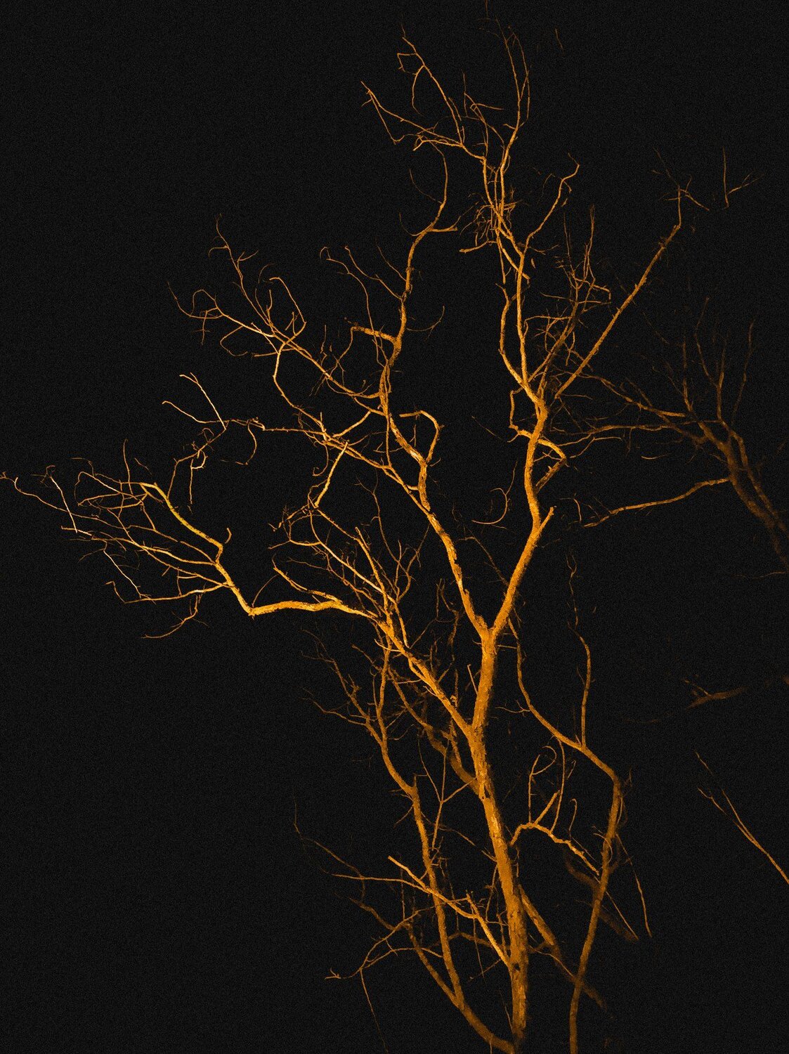 Golden Tree