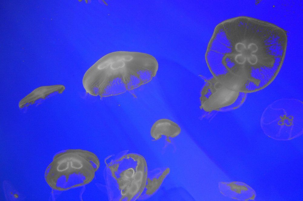 Подводный космос