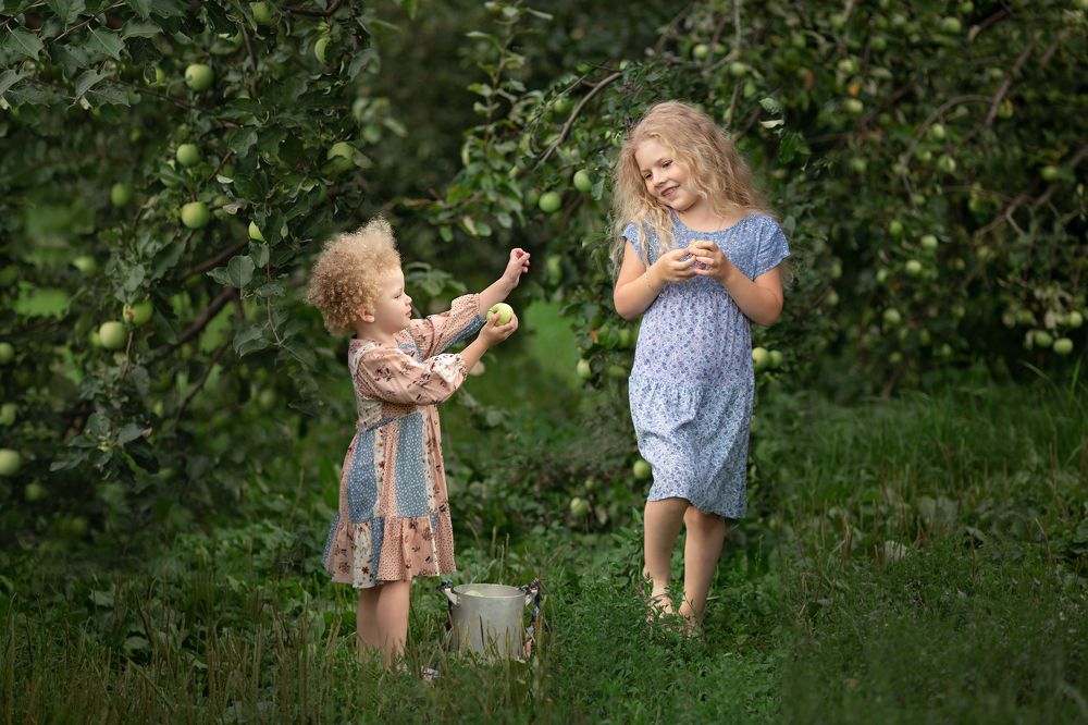 Сбор урожая