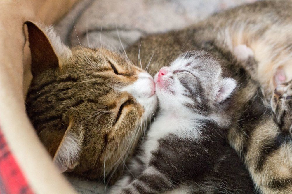 Мамина любовь.