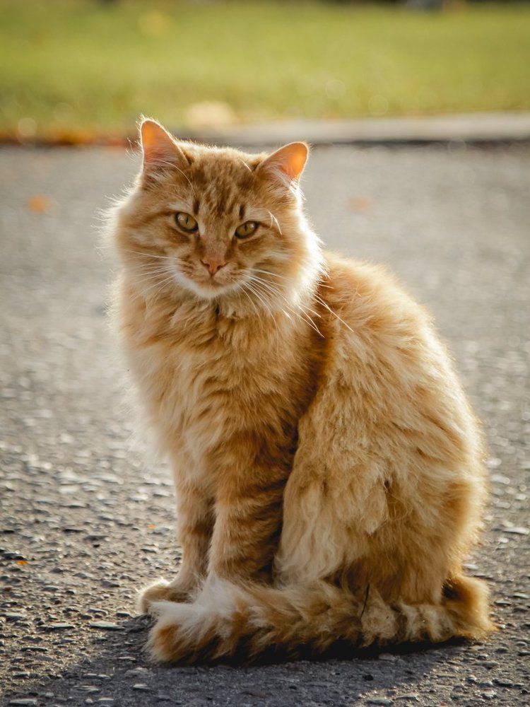 Кот по кличке Медок