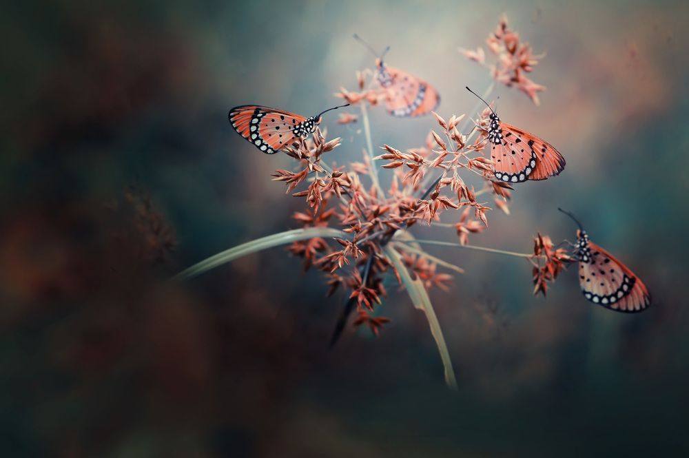 Langit biru senja sendu