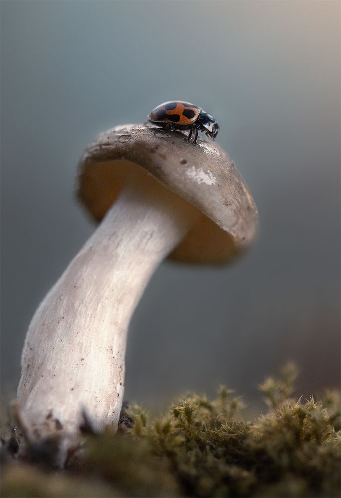 Туманность