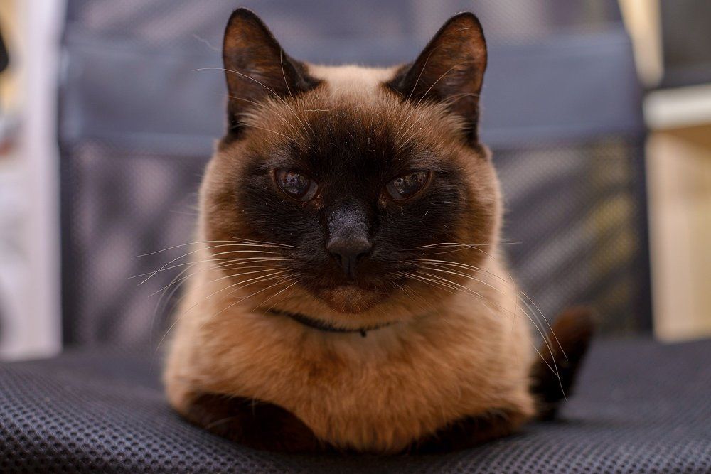 Тайская красавица