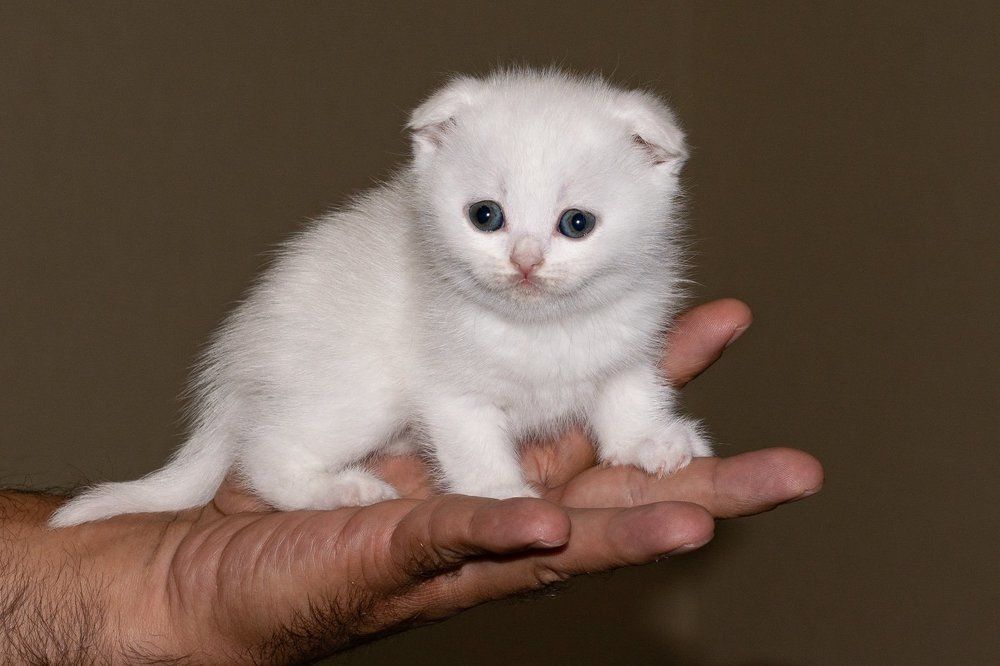 Маленький пушистый друг.