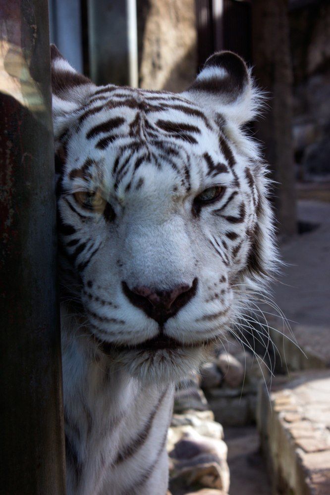 Белый тигр