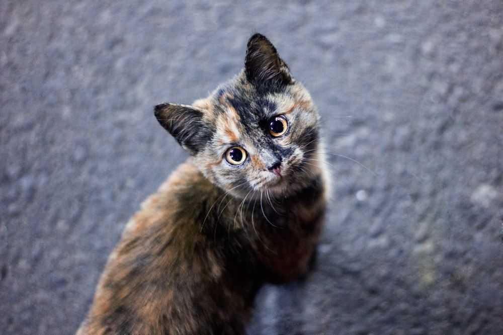 Photograph by Элина Данелия