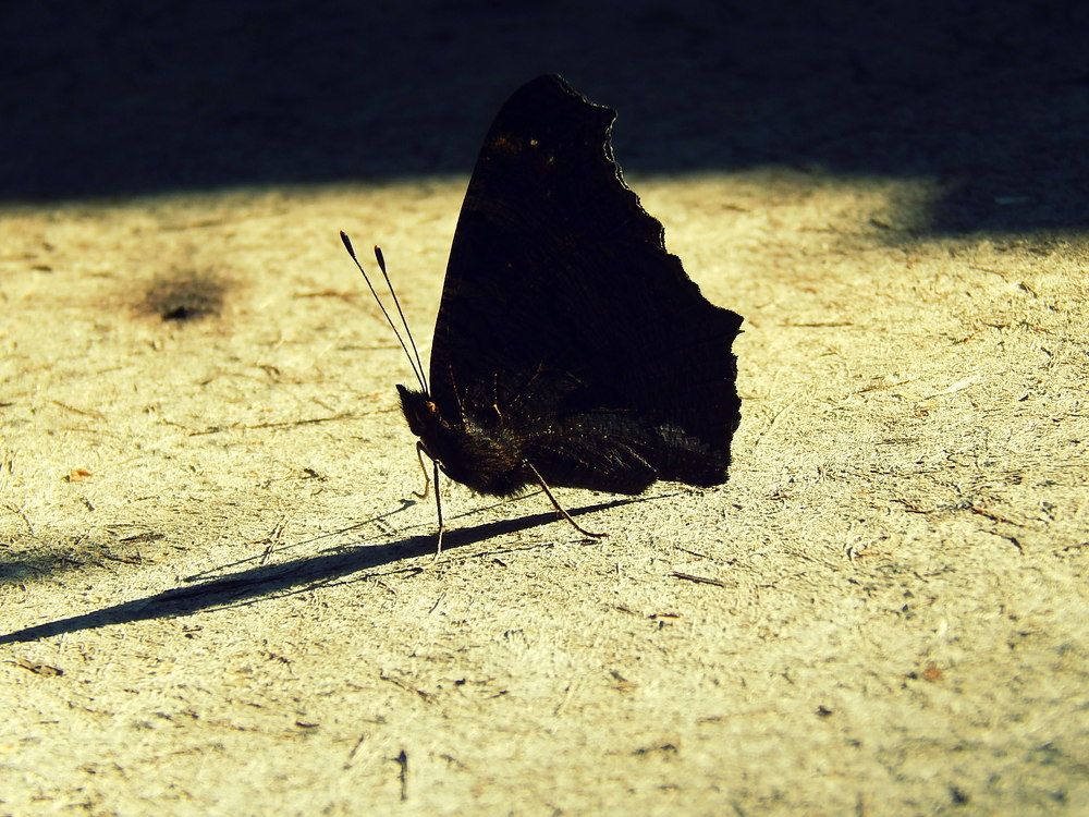 Тёмная красавица