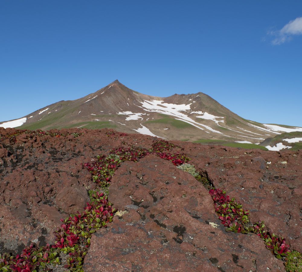 Камчатский венок