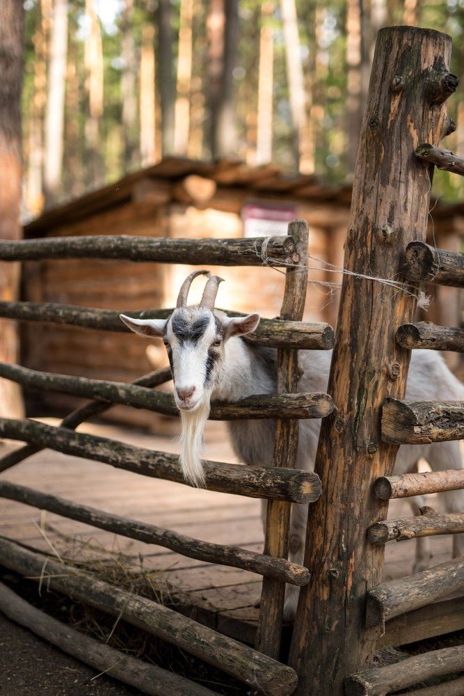 Веселый козлик