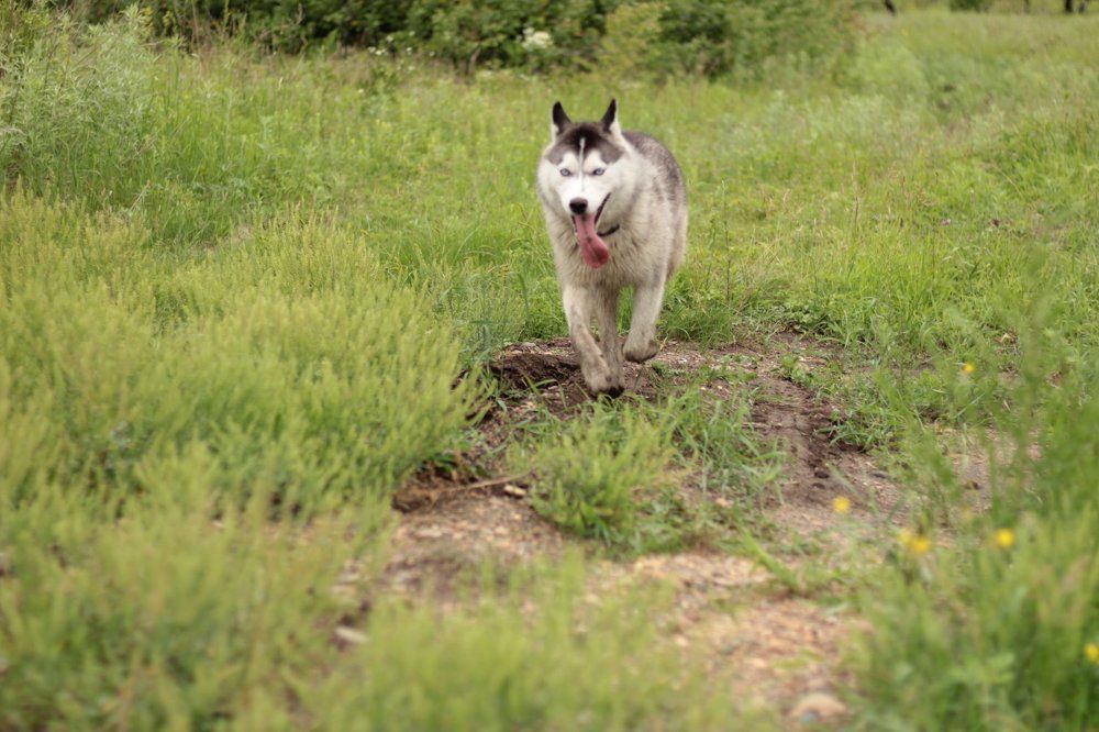 Хаска Торнадо.