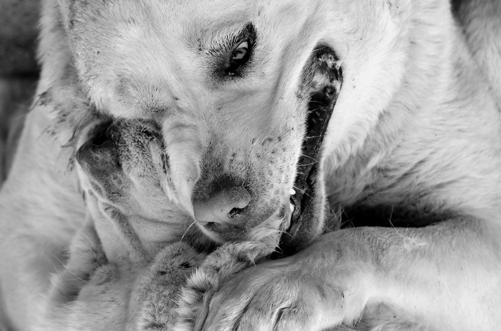 Битва титанов