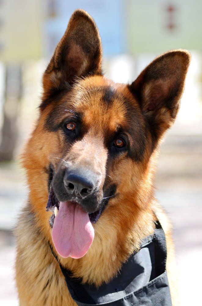 Удивленный пёс