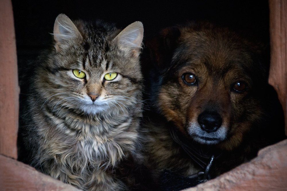 Барсик и Макс