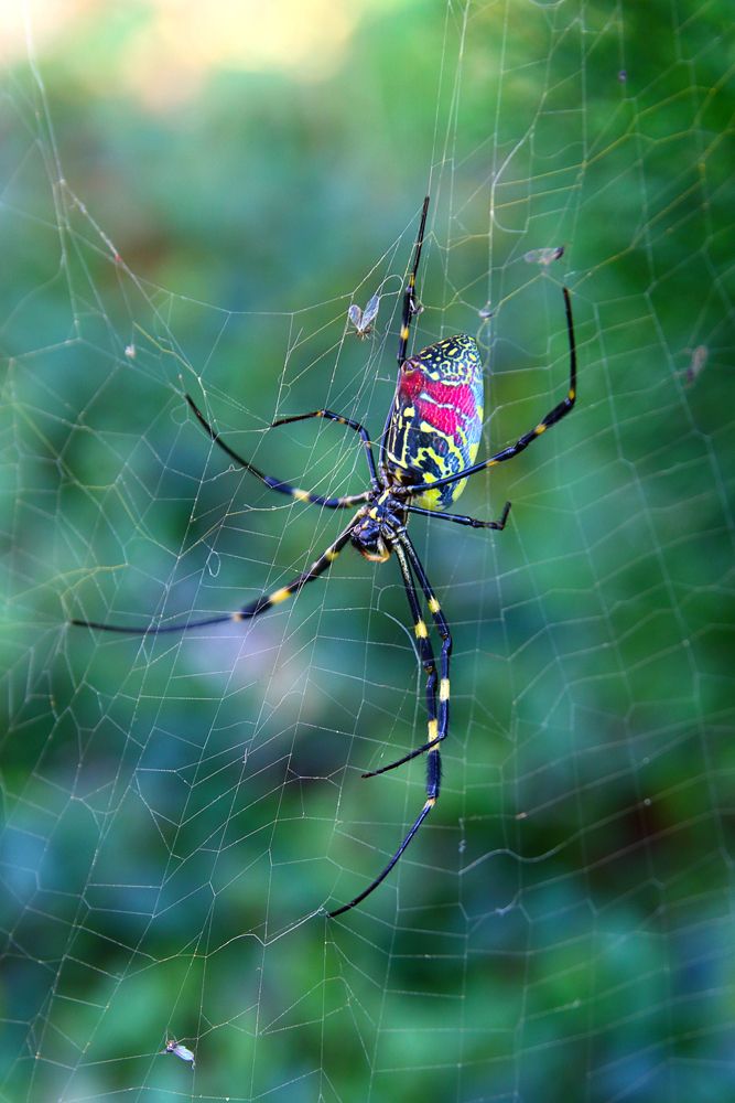 Joro Spider in web