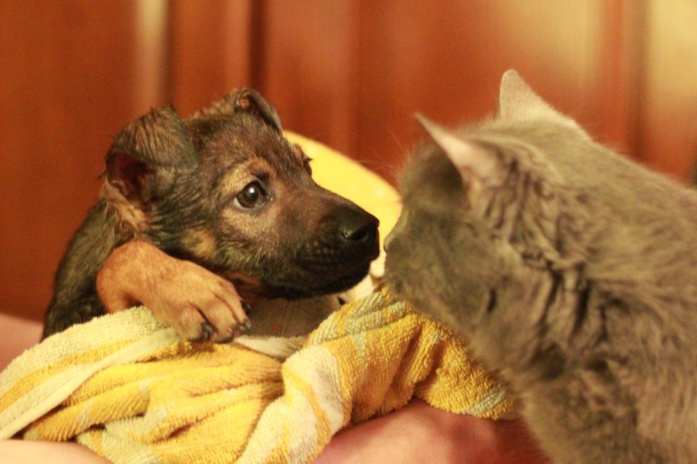 Будем знакомы