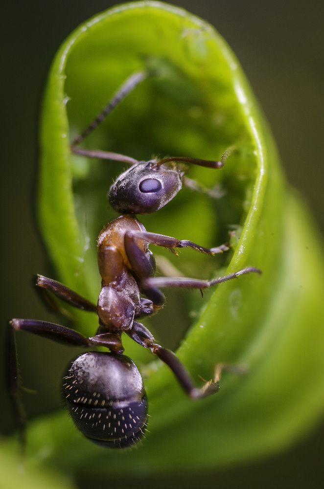 Ant