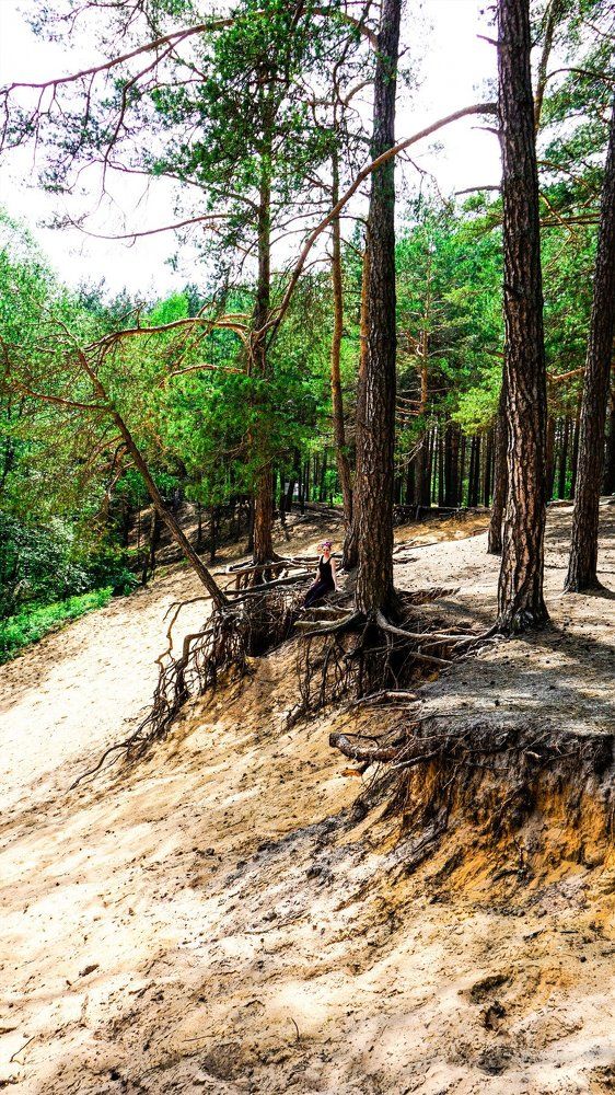 Могучие деревья в Российских лесах