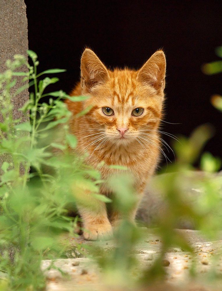 грустное Солнышко выходит