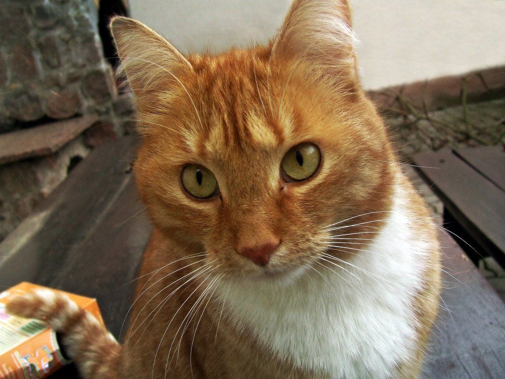 Рыжее солнышко