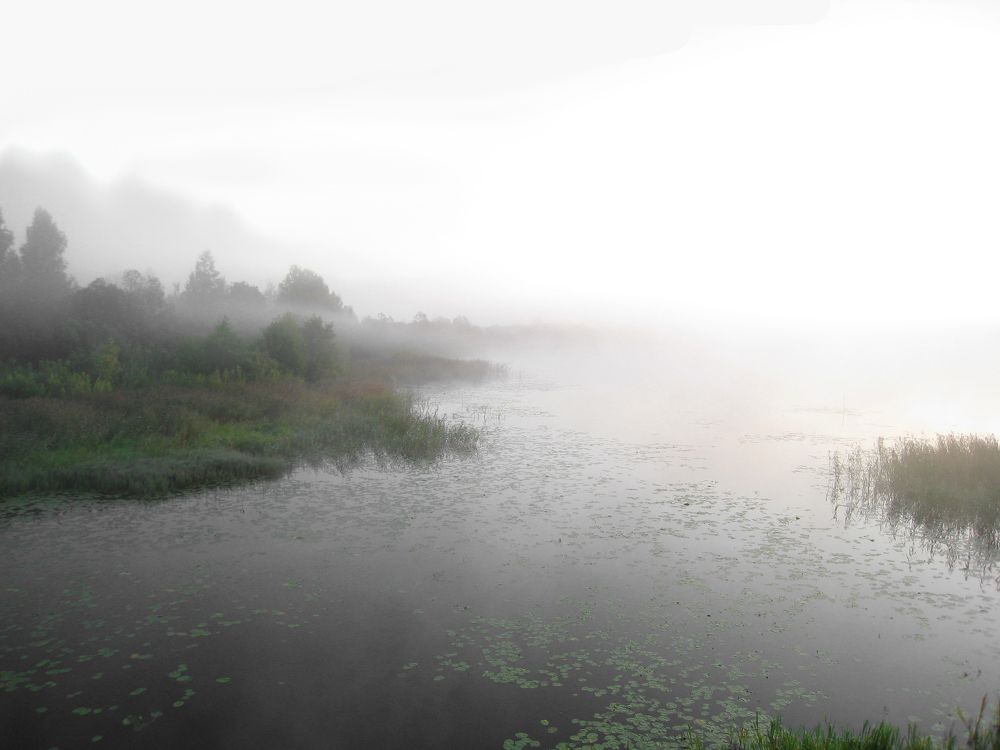 Туман над озером