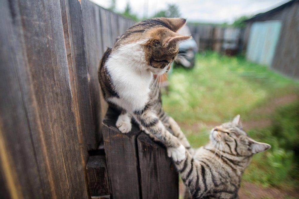 Лапа помощи )))