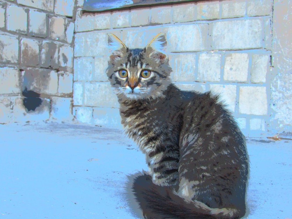 Котенок