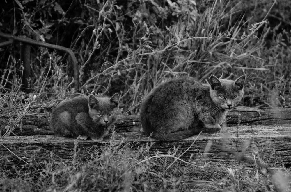 Оттенки серого