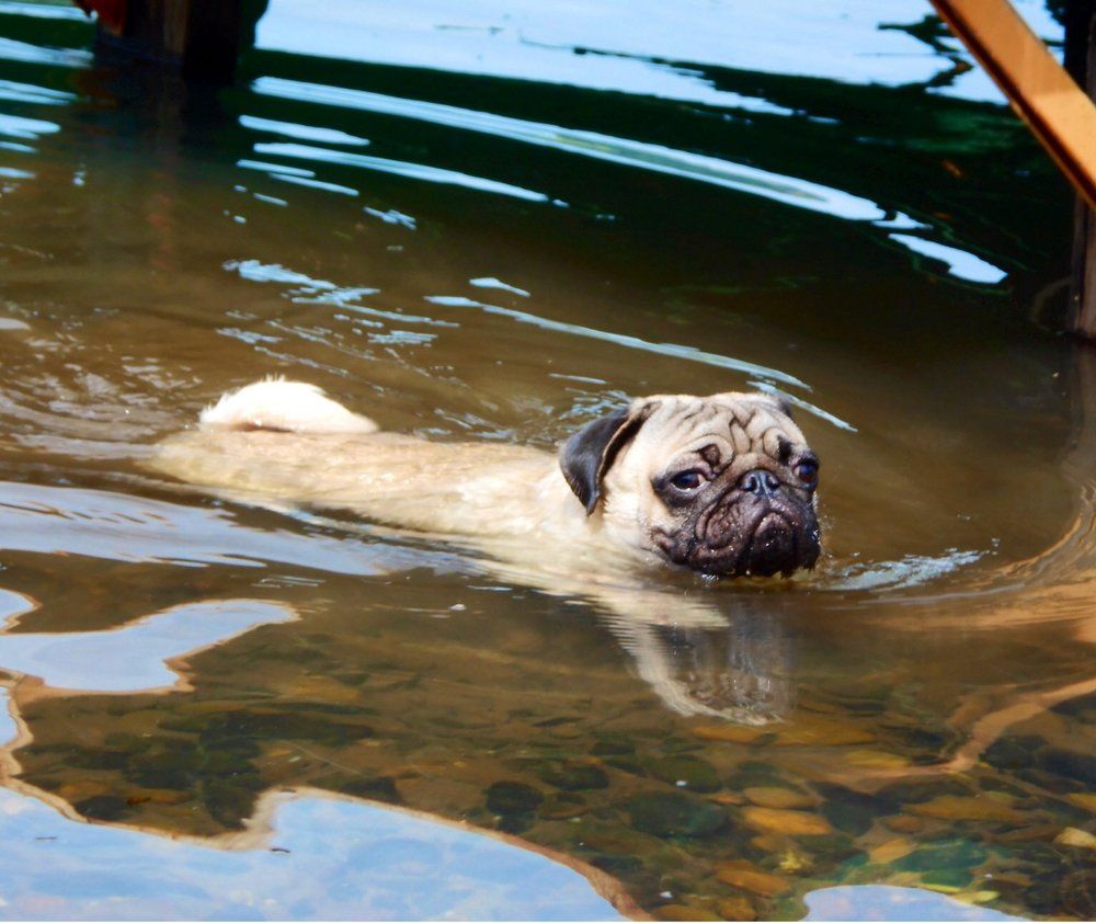 Dog swimming in the river.