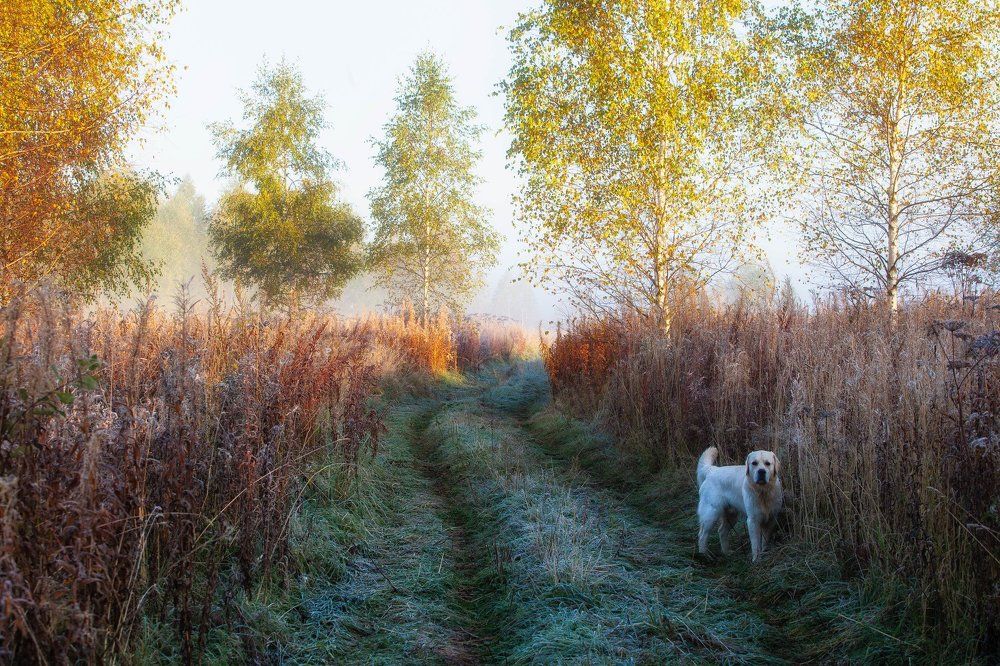 Первый заморозок. Герц.