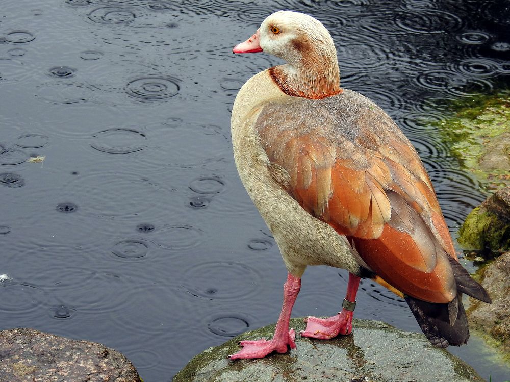 Нильский гусь (лат. Alopochen aegyptiacus)