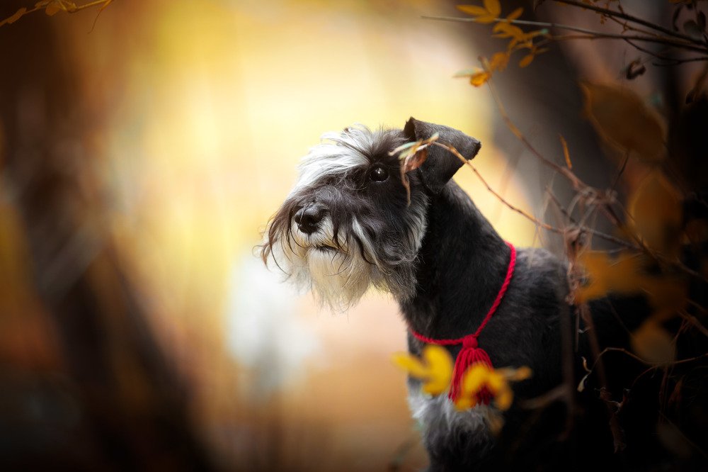 Цвергшнауцер