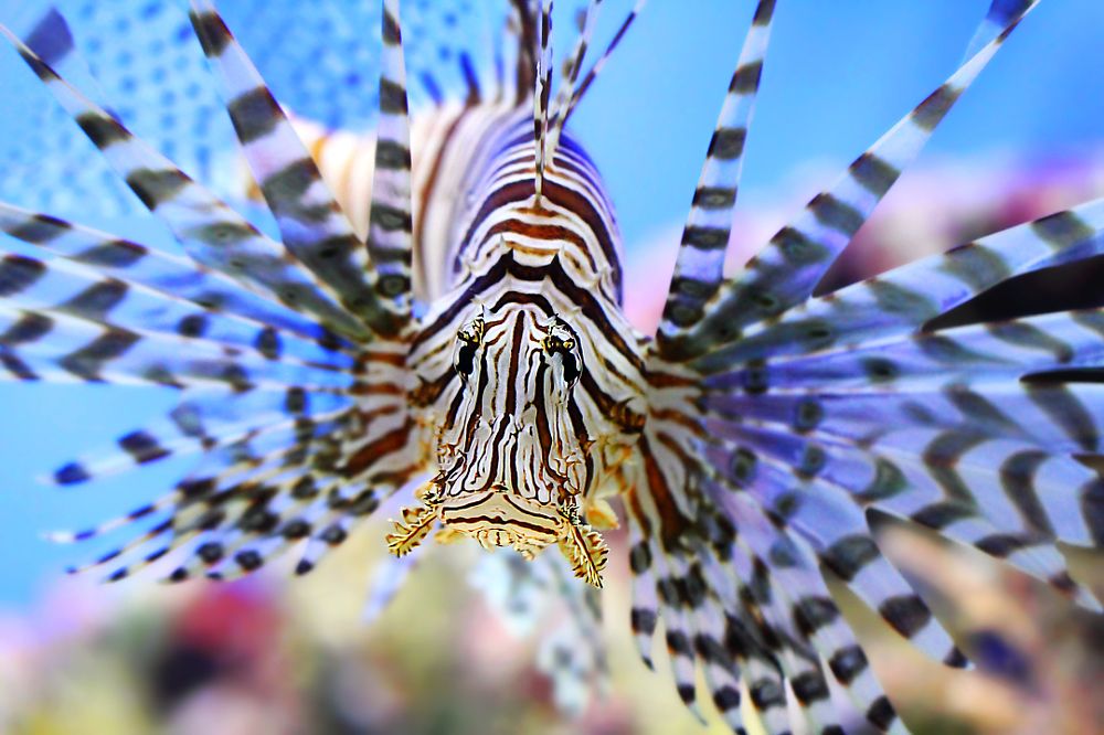 Какой-такой павлин-мавлин?...