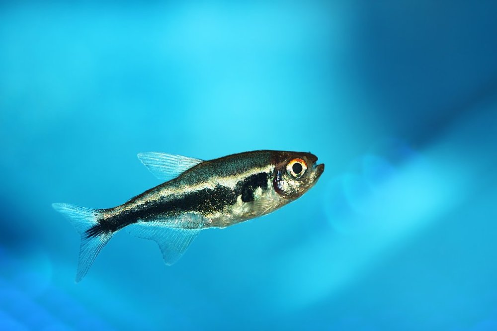 Я маааленькая, пиранья...