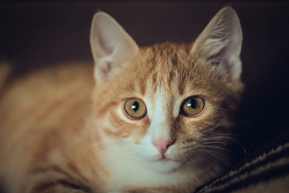 Photograph by Ольга Григорьева