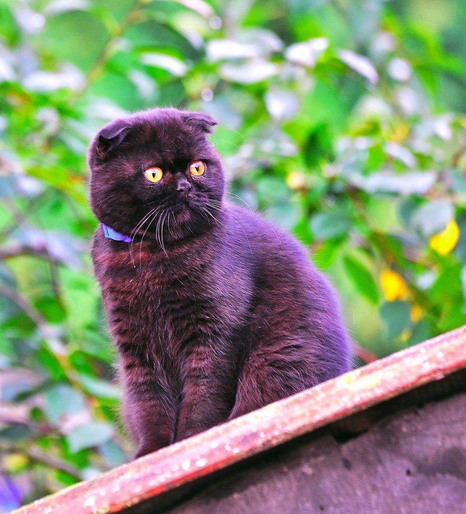 Удивленный