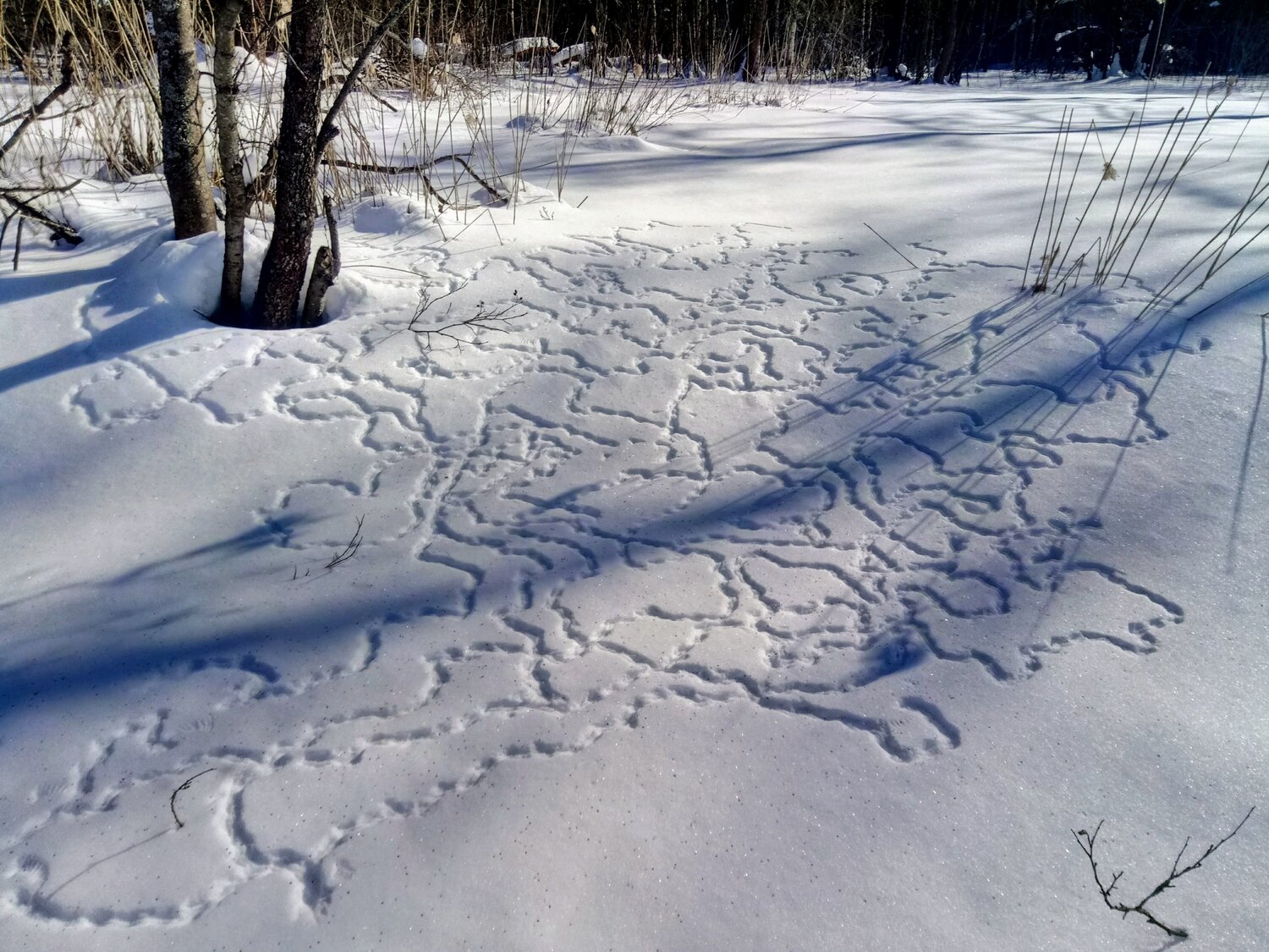 Следы на снегу