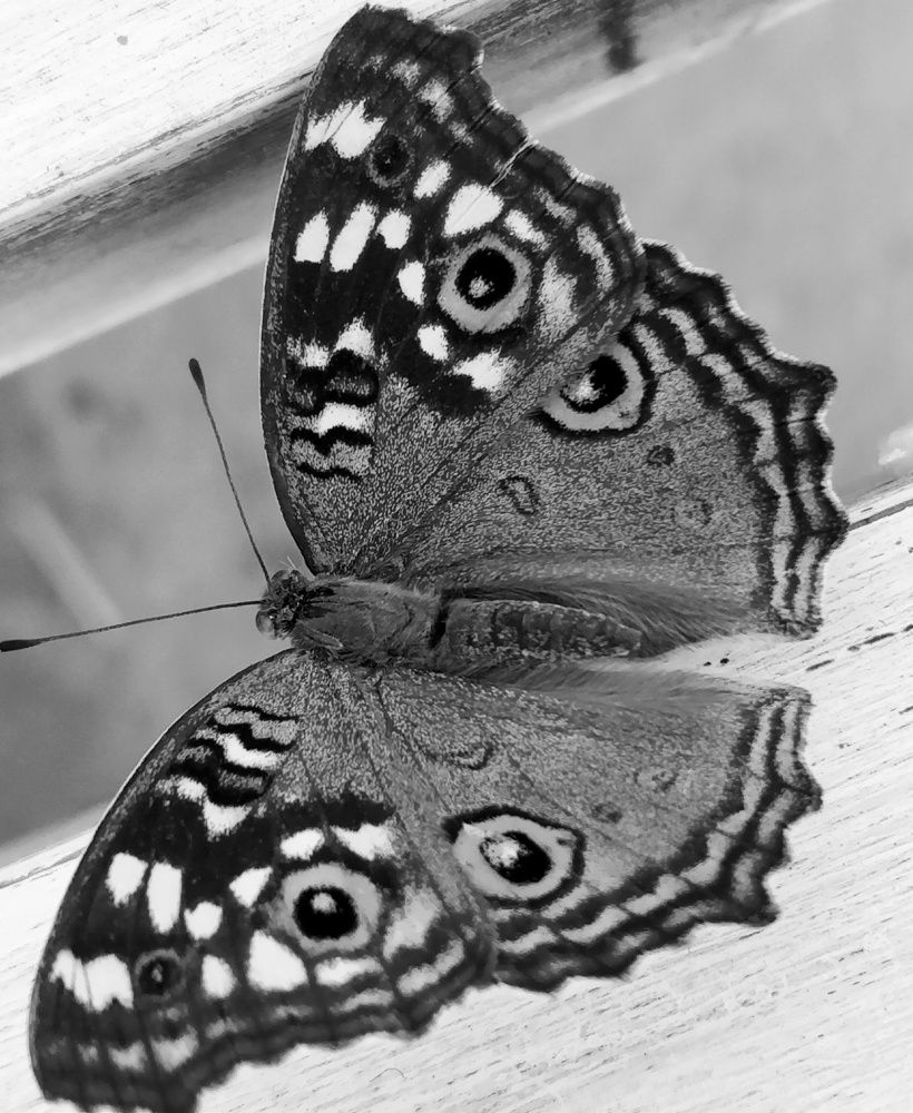 Photograph by Veeresh Bhavi