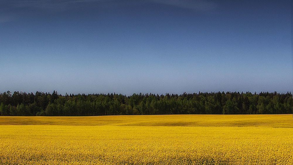 Рапсовое море