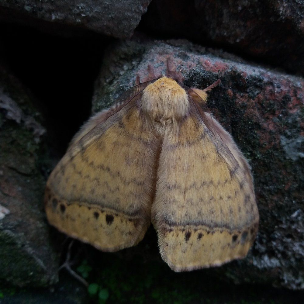 Moth