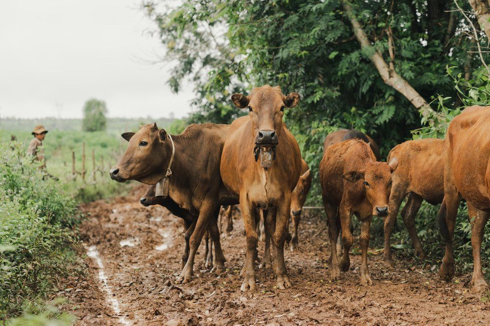 Why do not you laugh?