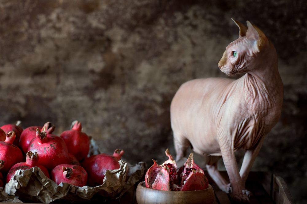 Гранатовый кот