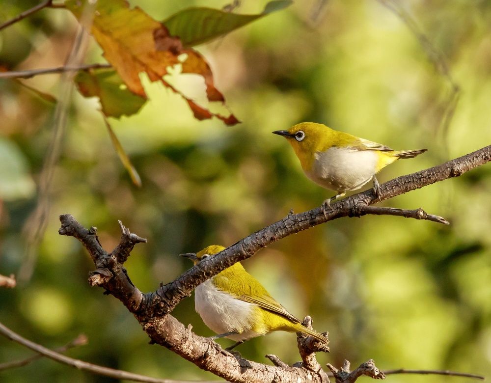 Oriental White Eye