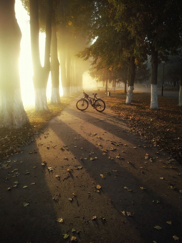 По утренним аллеям