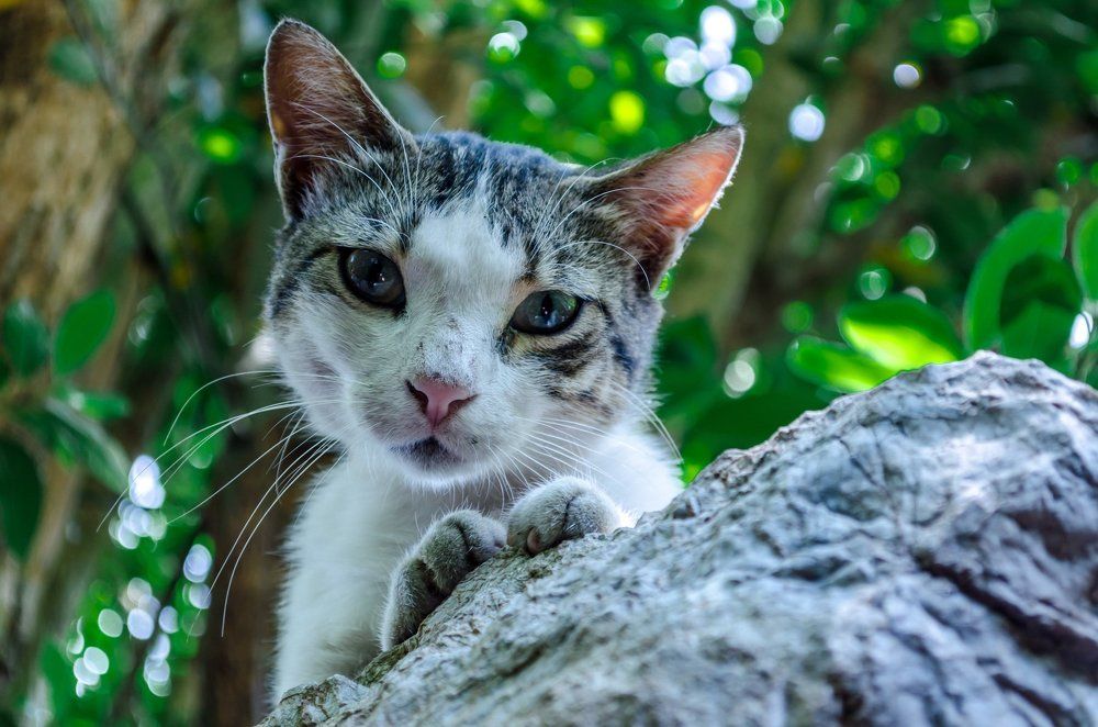 unknown "turkish vulgaris"