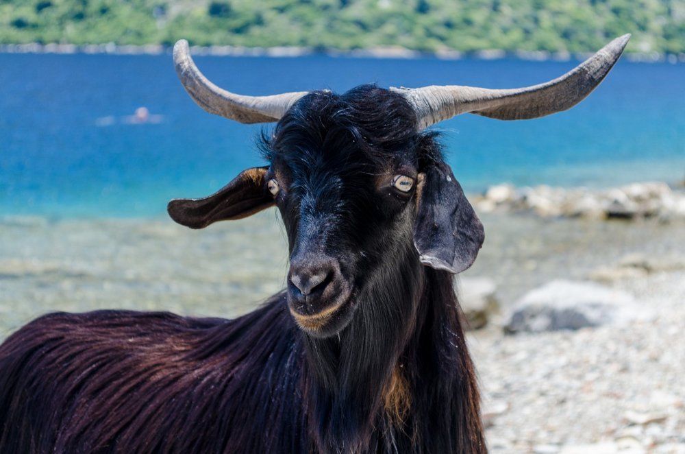 unknown "turkish vulgaris" III