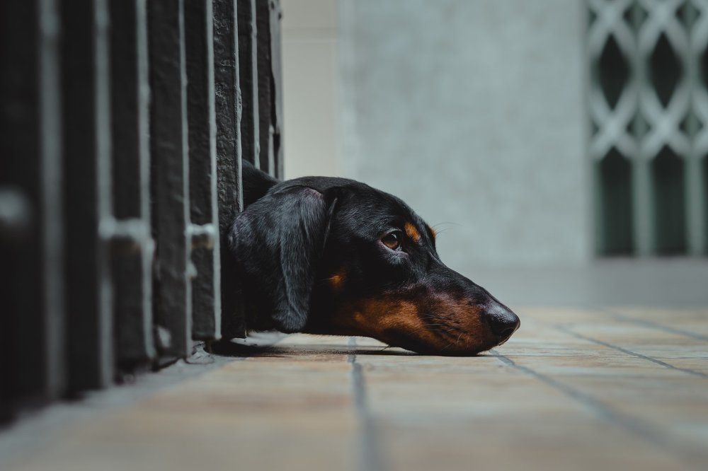 Фотография автора Kaka Nguyen