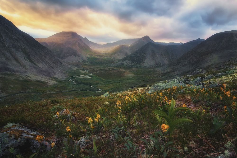 Горные цветы