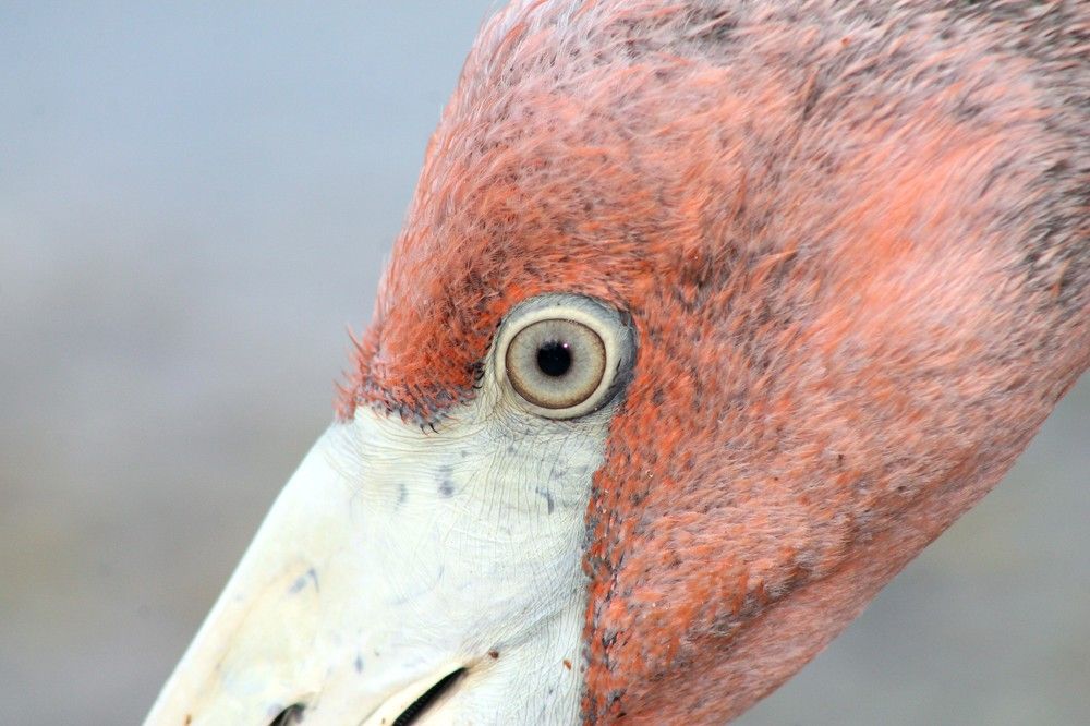 CLOSE UP DE FLAMENCO DEL CARIBE